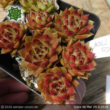 Preview: Sempervivum 'Coco de Mer'