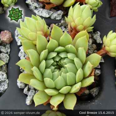 Sempervivum 'Cool Breeze'