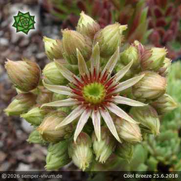 Sempervivum 'Cool Breeze'