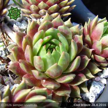 Preview: Sempervivum 'Cool Breeze'