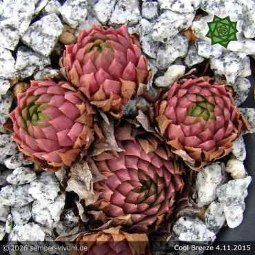 Preview: Sempervivum 'Cool Breeze'