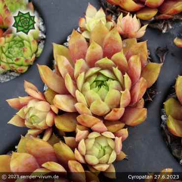 Sempervivum 'Cyropatan'