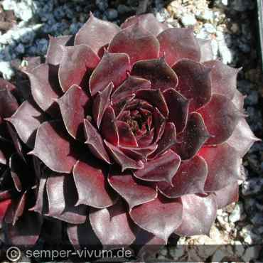 Preview: aufgenommen am 2.5.2005