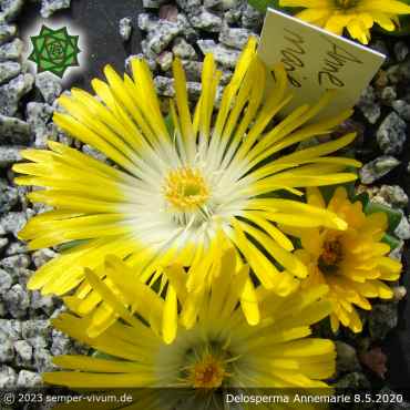Preview: Malotigena frantiskae-niederlovae 'Annemarie' (syn. Delosperma)