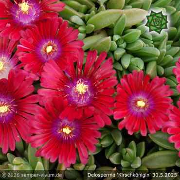 Preview: Delosperma 'Kirschkönigin'