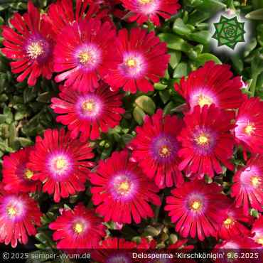 Delosperma 'Kirschkönigin'