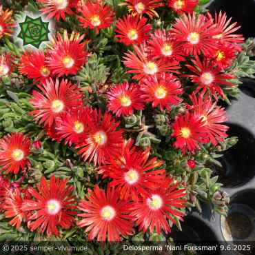 Preview: Delosperma 'Nani Forssman'