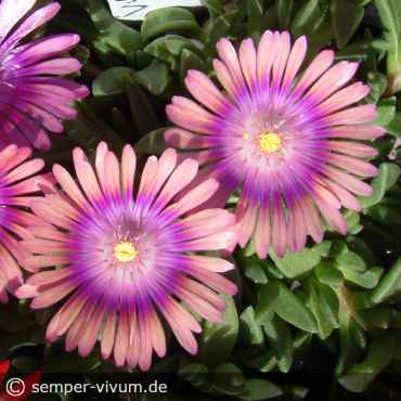 Preview: aufgenommen am 1.6.2020