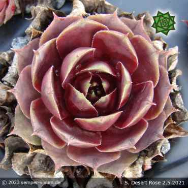 Sempervivum 'Desert Rose'