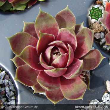 Sempervivum 'Desert Rosy'