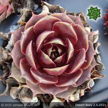 Sempervivum 'Desert Rosy'