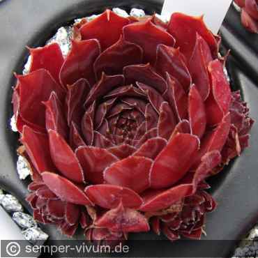 Preview: aufgenommen am 16.7.2017