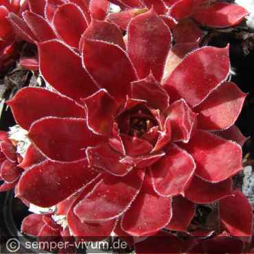 Preview: aufgenommen am 24.5.2020