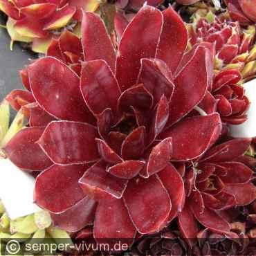 aufgenommen am 27.5.2020