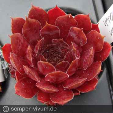 Preview: aufgenommen am 27.6.2017