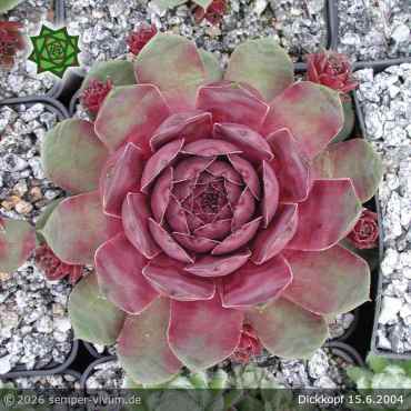 Sempervivum 'Dickkopf'