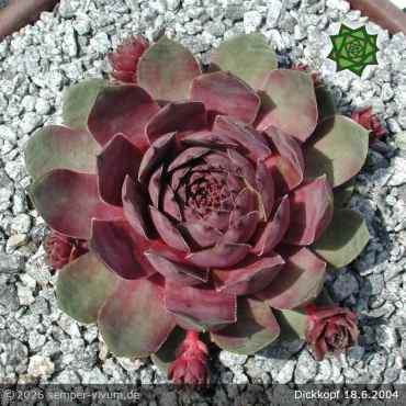 Preview: Sempervivum 'Dickkopf'