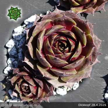 Preview: Sempervivum 'Dickkopf'