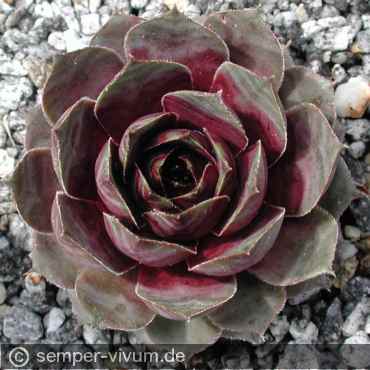 Preview: aufgenommen am 6.5.2004