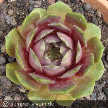 Preview: aufgenommen am 9.6.2018