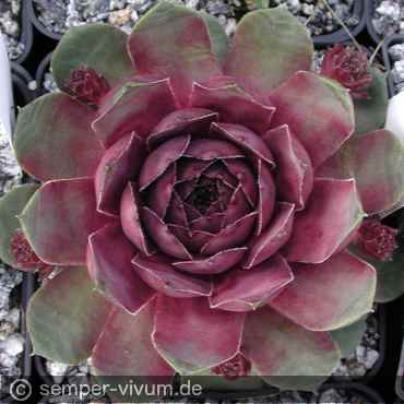 aufgenommen Anfang Juli 2004