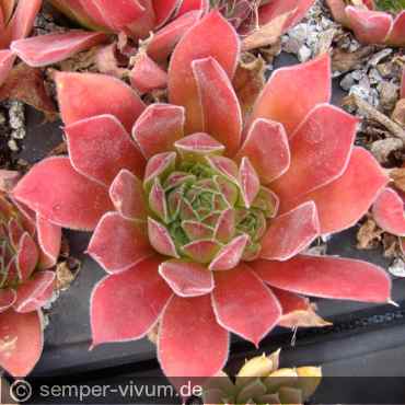 Preview: aufgenommen am 1.8.2019