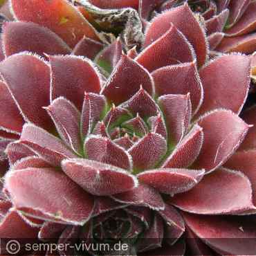 Preview: aufgenommen am 9.9.2011