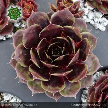 Sempervivum 'Donnerwetter'
