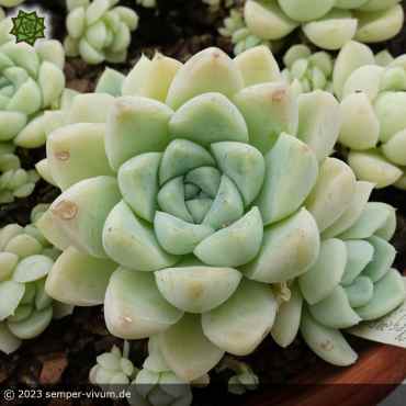 Preview: aufgenommen am 29.9.2022