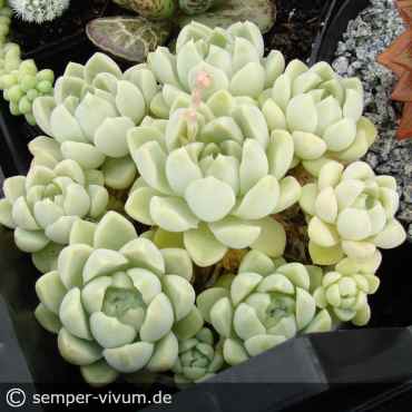 Preview: Echeveria elegans var. kesselringiana