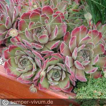 aufgenommen am 3.6.2004