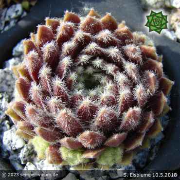 Sempervivum 'Eisblume'