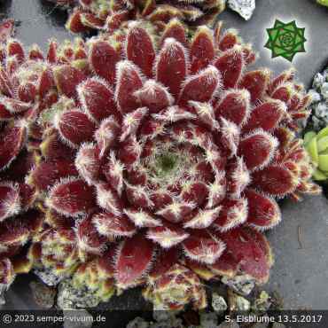 Sempervivum 'Eisblume'