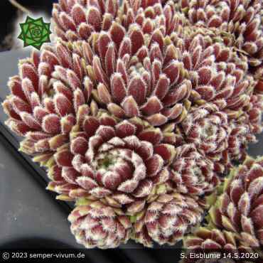 Sempervivum 'Eisblume'