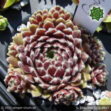 Sempervivum 'Eisblume'