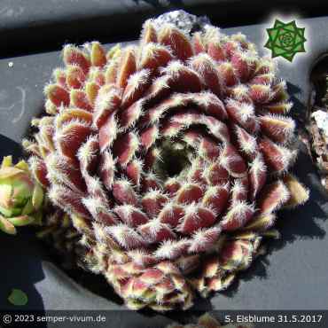 Sempervivum 'Eisblume'