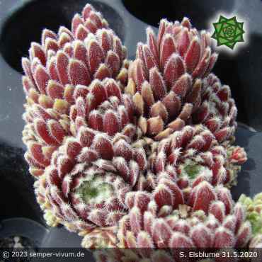 Sempervivum 'Eisblume'