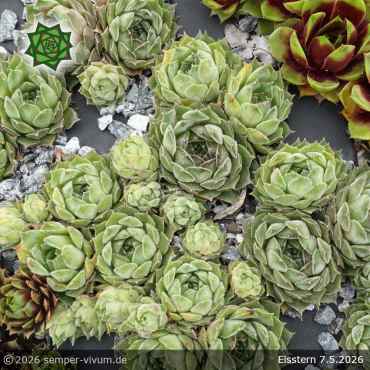 Sempervivum 'Eisstern'