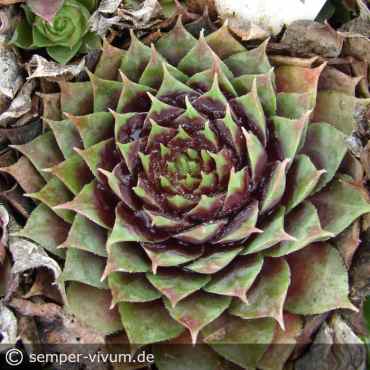 Preview: aufgenommen am 20. Oktober 2017