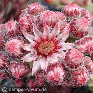 Blüte, aufgenommen am 10.7.2004