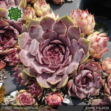 Sempervivum 'Emma'