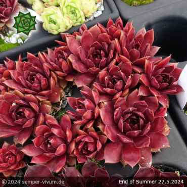 Sempervivum 'End of Summer'