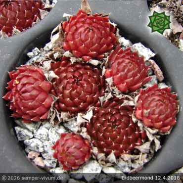 Sempervivum 'Erdbeermond'