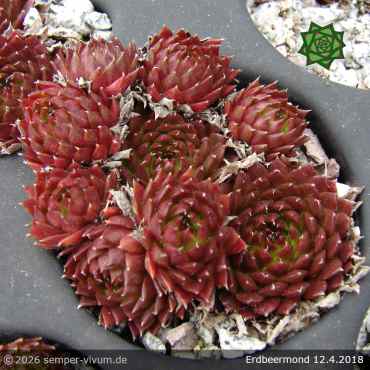 Preview: Sempervivum 'Erdbeermond'