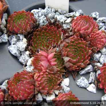 Preview: Sempervivum 'Erdbeermond'