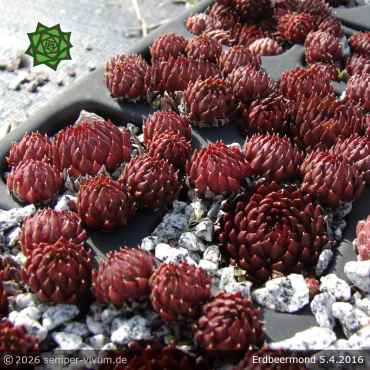 Sempervivum 'Erdbeermond'