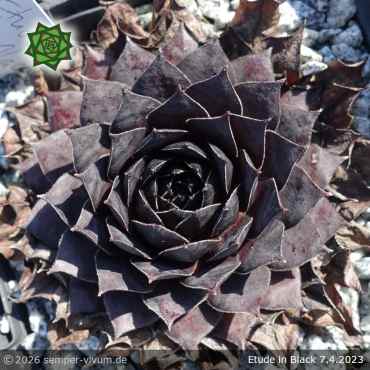 Preview: Sempervivum 'Etude in Black'