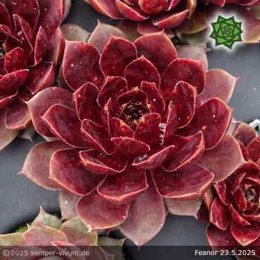 Sempervivum 'Fëanor'