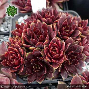 Preview: Sempervivum 'Fëanor'