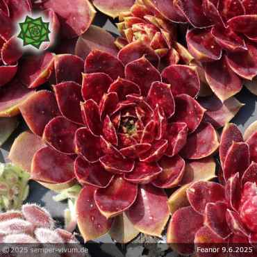 Sempervivum 'Fëanor'